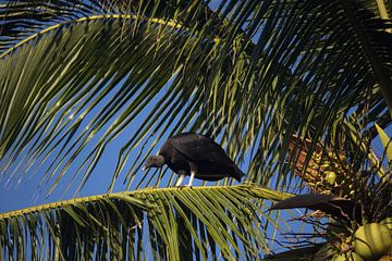 Zwarte gier in een palmboom | Wildlife | La Ventanilla | Mexico van Kimberley Helmendag