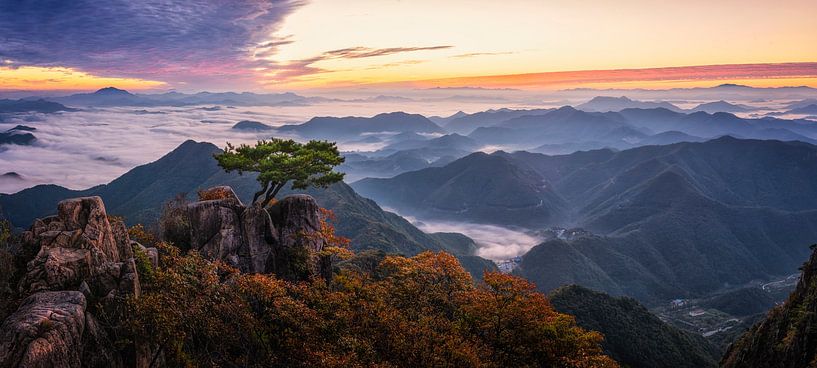 Tree on the Top by Tiger Seo