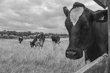 Zwart bonte koeien in de wei van Paul Veen