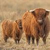 Schottischer Highlander mit Jungtier von Rando Kromkamp Natuurfotograaf