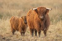 Highlander écossais avec jeune