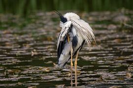 Funny grey heron in the lake by Tobias Luxberg