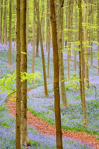 Bluebell forest path sur Sjoerd van der Wal Photographie
