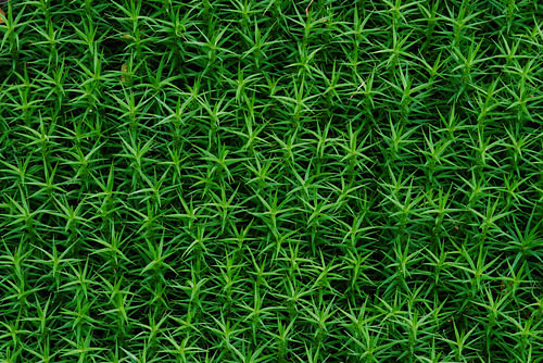 Groene symfonie van stilte