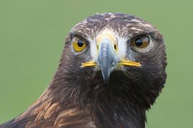 Portrait d'un aigle royal sur Ronald Pol
