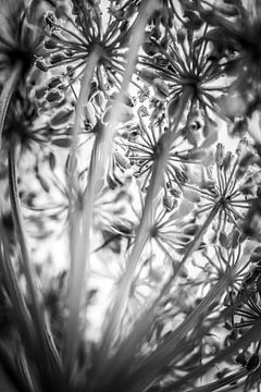 Hogweed in black and white by Annie Jakobs