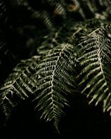 Fern leaf in Madeira's Laurisilva forest