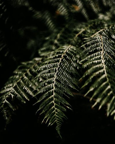 Feuille de fougère dans la forêt de Laurisilva à Madère