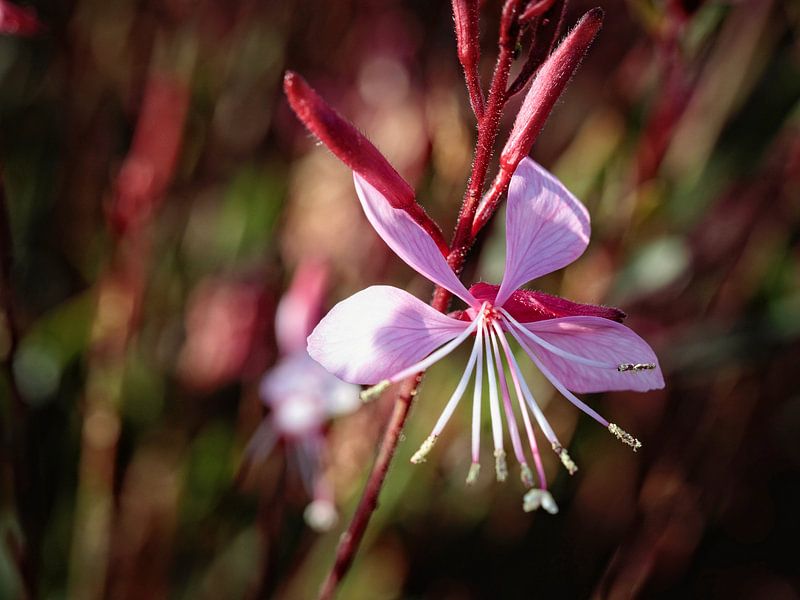 Gaura by Rob Boon