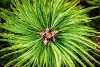 Dewdrops
