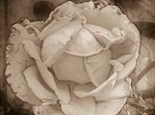 Sepia wit, verwelkte roos van Yvon van der Wijk thumbnail