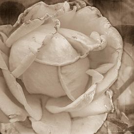 Sepia-weiß, verwelkte Rose von Yvon van der Wijk