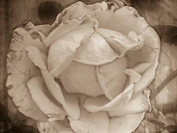 Sepia wit, verwelkte roos van Yvon van der Wijk