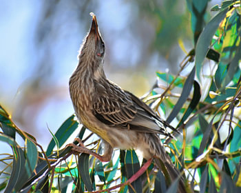 Rotkehl-Wattvogel