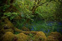 Sprookjesbos in Ierland 1