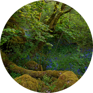 Sprookjesbos in Ierland 1