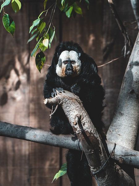 Whitehead Saki by Jonathan Kemper