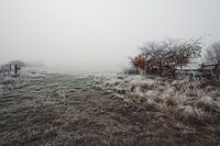 Field in the fog