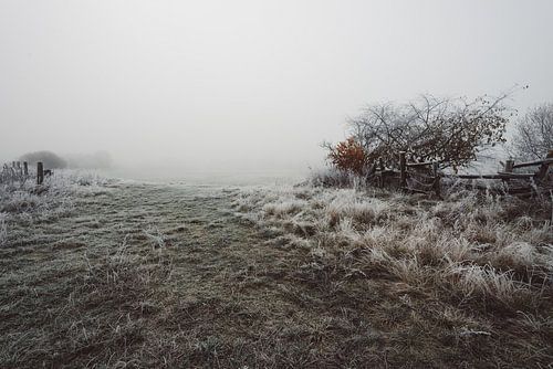 Veld in de mist
