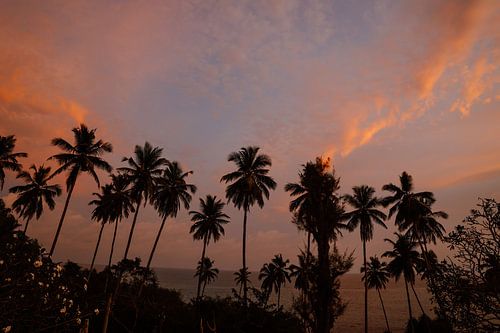 Beautiful sunset in Sri Lanka with tropical palm trees