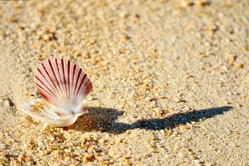 Schelp in Abel Tasman National Park van Nicolette Suijkerbuijk Fotografie