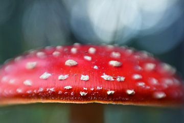 Mushroom by Angelique Brunas
