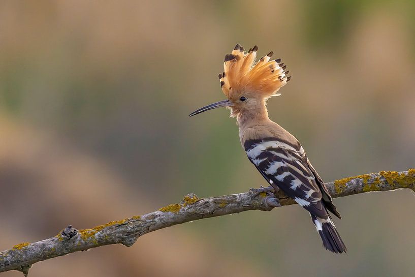 Der Wiedehopf (Upupa epops), auch bekannt als Stinkvogel oder Rotrückengeier. von Gert Hilbink