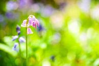 Bluebell flowers during springtime by Sjoerd van der Wal Photography thumbnail