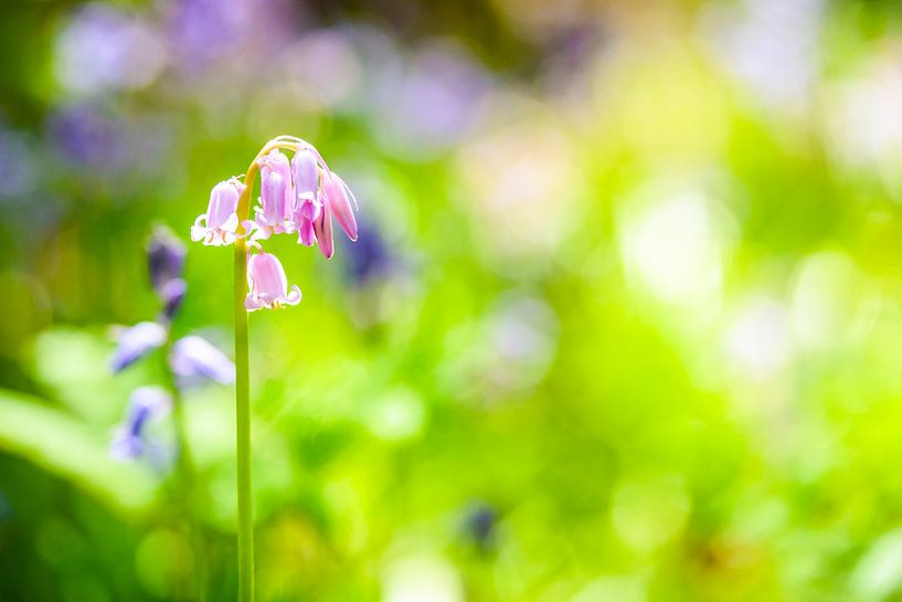 Bluebell flowers during springtime by Sjoerd van der Wal Photography