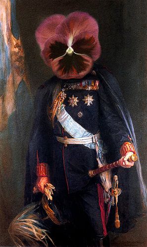 King  Pansies by Stoka Stolk