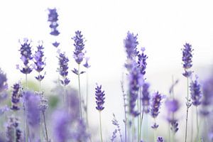 Lavendelblau