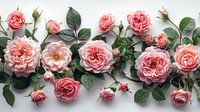 Rozen