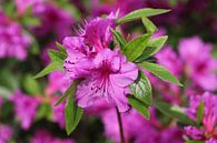 The Purple Blossom van Cornelis (Cees) Cornelissen thumbnail