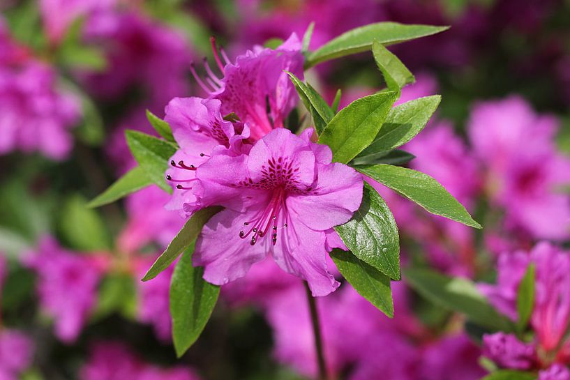 The Purple Blossom van Cornelis (Cees) Cornelissen