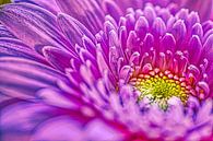 Kunstige gerbera bloem, een explosie van kleuren van Jolanda de Jong-Jansen thumbnail