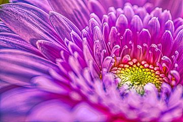 Kunstige gerbera bloem, een explosie van kleuren van Jolanda de Jong-Jansen