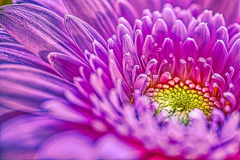 Kunstige gerbera bloem, een explosie van kleuren van Jolanda de Jong-Jansen