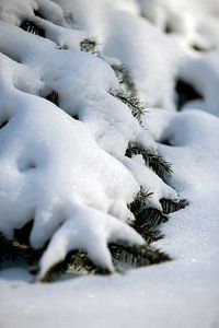 macro foto | Besneeuwde bomen in een landelijke natuur omgeving | fine art foto print | poster