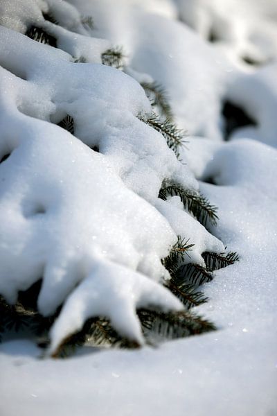 Makrofoto | verschneite Bäume in ländlicher Naturkulisse | Fine Art Photo Print | Poster von Karijn | Fine art Natuur en Reis Fotografie