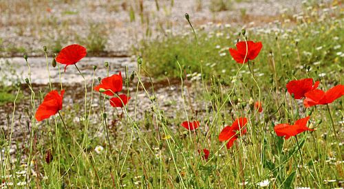 Mohn, rot, Blumen, Garten