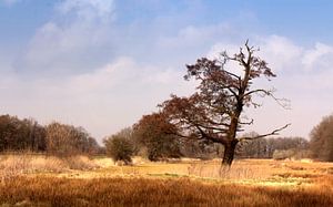 Autumn van Wim Popken