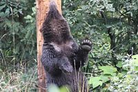 Grizzly