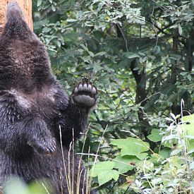 Grizzly van Dominique Vernooij