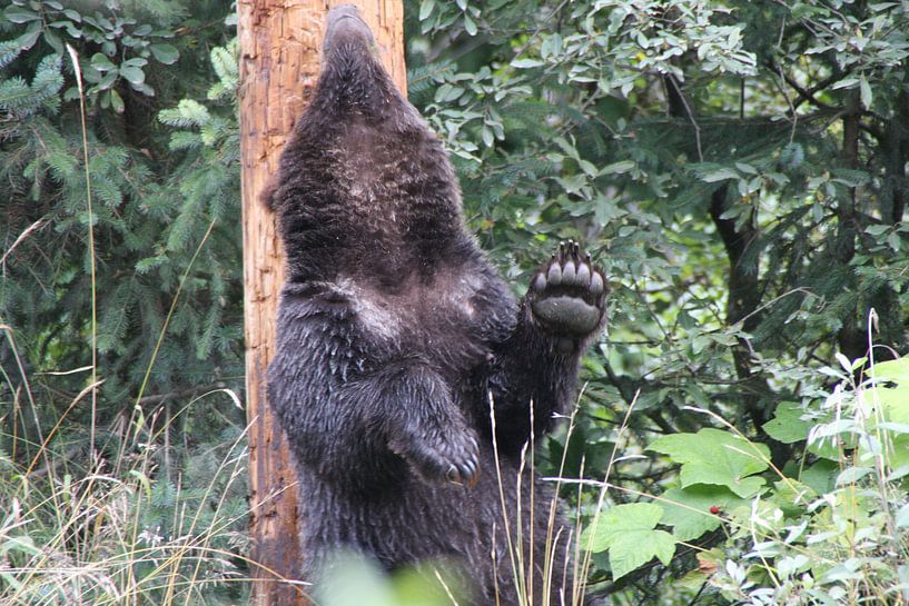 Grizzly by Dominique Vernooij