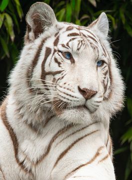 Portret van Witte Tijger met hemelsblauwe ogen van Wildlife Designs