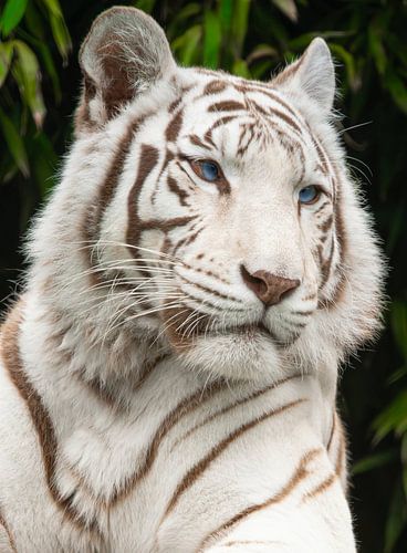 Porträt des weißen Tigers mit himmelblauen Augen