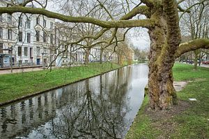 Alter Baum in der Stadt Rotterdam
