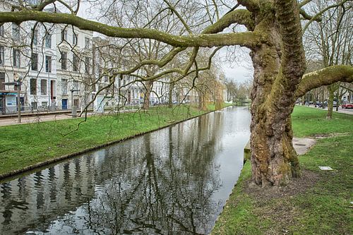 Oude plataan in Rotterdam