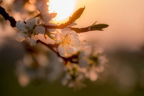 Bloesem met ochtendzon