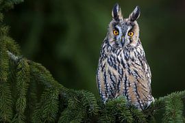 Ransuil van Daniela Beyer